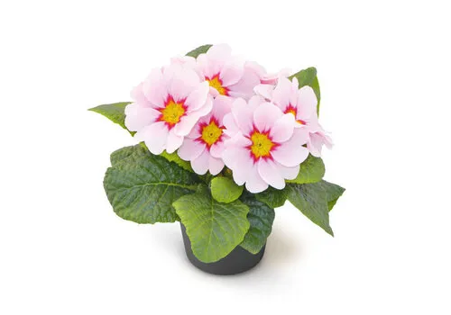 Junai.nl Stengelloze sleutelbloem | Apfelblüte Revolution | 10 cm pot | 15 cm hoog