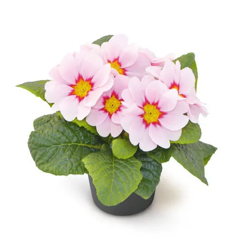 Junai.nl Stengelloze sleutelbloem | Apfelblüte Revolution | 10 cm pot | 15 cm hoog