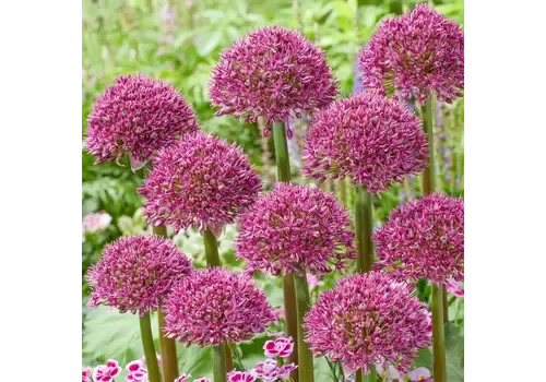 Junai.nl Allium Ostara | 14 cm pot | 15 cm hoog