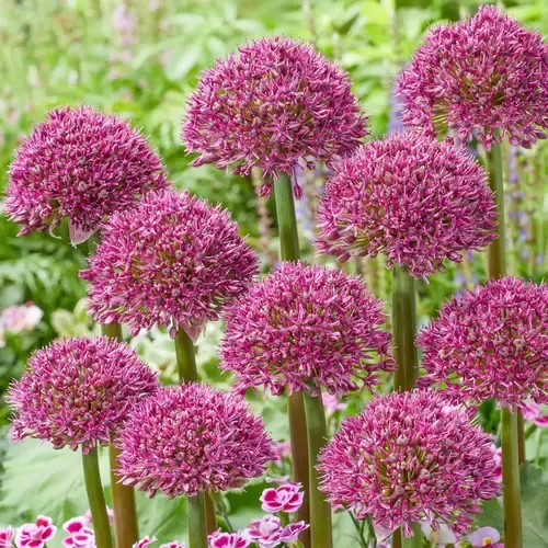 Junai.nl Allium Ostara | 14 cm pot | 15 cm hoog