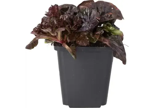 Junai.nl Ajuga 'Noble Nightingale' | 12 cm pot | 10 cm hoog bij levering