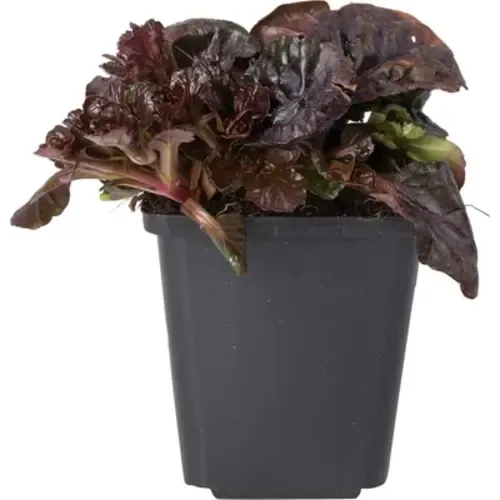 JUNAVERA Ajuga 'Noble Nightingale' | 12 cm pot | 10 cm hoog bij levering