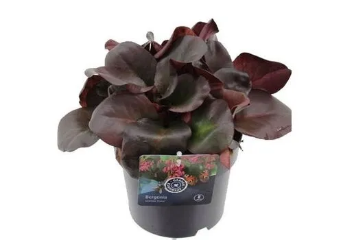 Junai.nl Bergenia cordifolia 'Purpurea' | pot 15 cm | 15 cm hoog