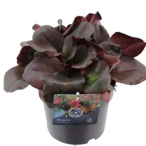 Junai.nl Bergenia cordifolia 'Purpurea' | pot 15 cm | 15 cm hoog