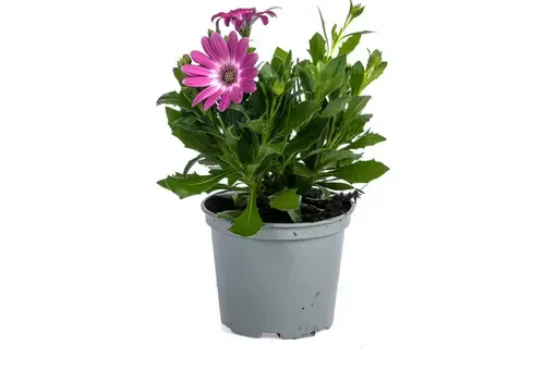 Junai.nl Osteospermum Spaanse Margriet donker roze | pot 10 cm | 20 cm hoog