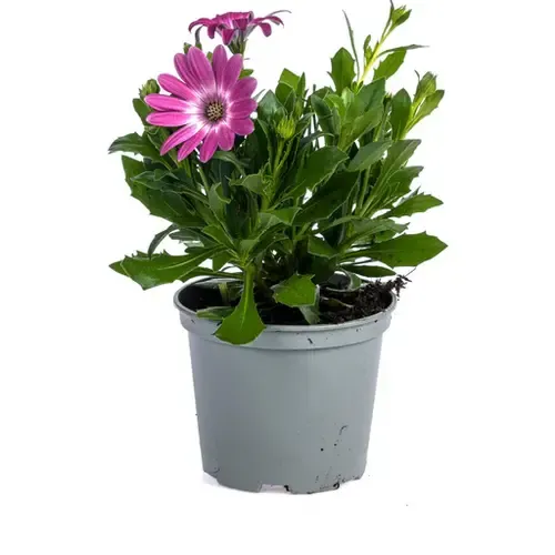 JUNAVERA Osteospermum Spaanse Margriet donker roze | pot 10 cm | 20 cm hoog