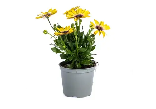 Junai.nl Osteospermum geel (Spaanse margriet) | 10 cm pot