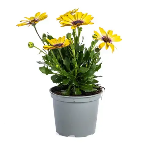 Junai.nl Osteospermum geel (Spaanse margriet) | 10 cm pot