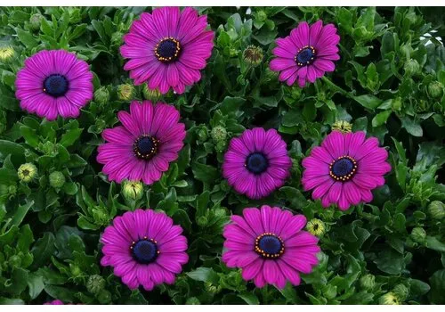 Junai.nl Osteospermum (spaanse margriet) fuchsia | 10 cm pot