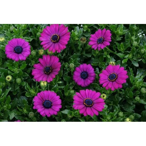 Junai.nl Osteospermum (spaanse margriet) fuchsia | 10 cm pot