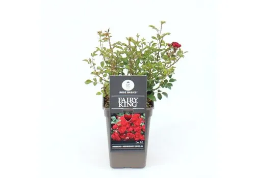Junai.nl Bodembedekkende roos Rosa 'The Fairy' | 14 cm pot | 25 cm hoog | mix kleuren | per stuk