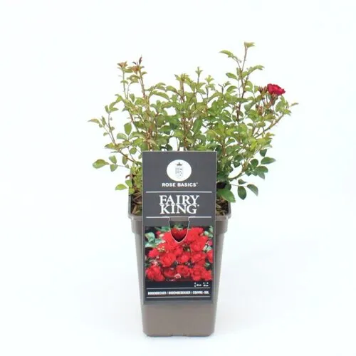 Junai.nl Bodembedekkende roos Rosa 'The Fairy' | 14 cm pot | 25 cm hoog | mix kleuren | per stuk