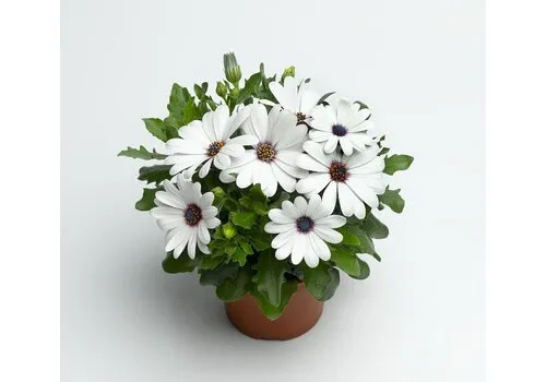 JUNAVERA Spaanse margriet wit | 20 cm hoog | 10 cm pot