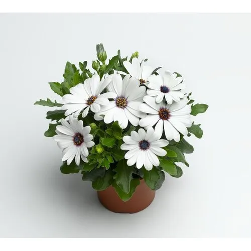 Junai.nl Spaanse margriet wit | 20 cm hoog | 10 cm pot