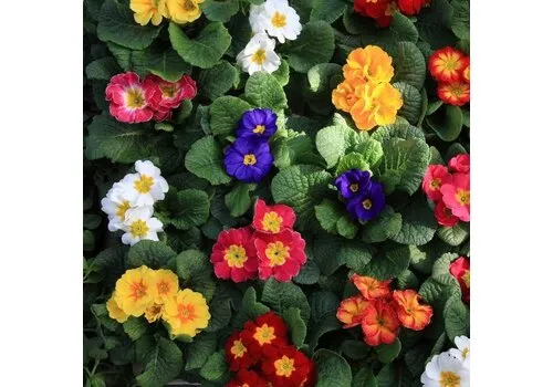 Junai.nl Primula Wanda gemixte kleuren | 10 cm pot | 15 cm hoog | per stuk