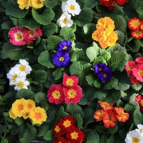Junai.nl Primula Wanda gemixte kleuren | 10 cm pot | 15 cm hoog | per stuk