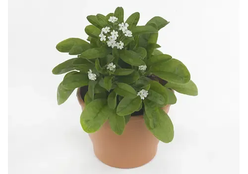 Junai.nl Vergeet-me-nietje Mon Amie White | 20 cm hoog | 10 cm pot