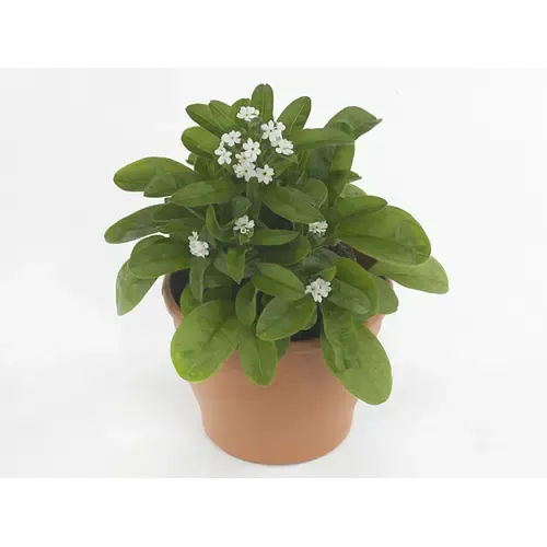 Junai.nl Vergeet-me-nietje Mon Amie White | 20 cm hoog | 10 cm pot