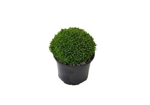 JUNAVERA Hebe 'Emerald Gem' | Struikveronica 11 cm pot | 17 cm hoog