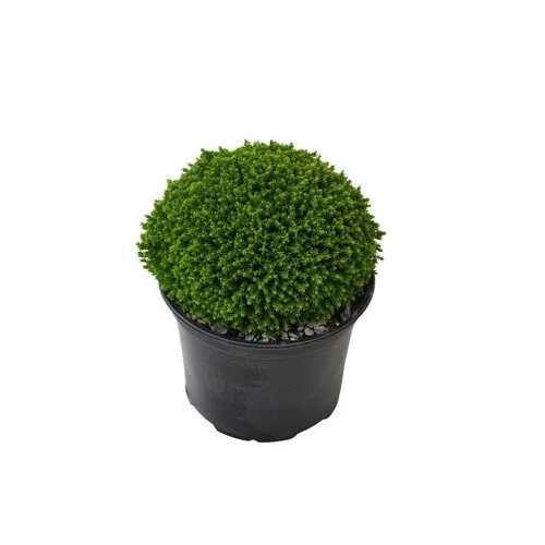 Junai.nl Hebe 'Emerald Gem' | Struikveronica 11 cm pot | 17 cm hoog