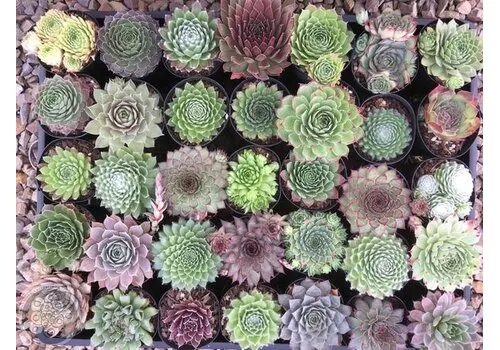 Junai.nl Sempervivum | huislook gemengd | 8 cm pot | 10 cm hoog | per stuk