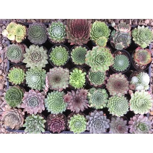 Junavera Sempervivum | huislook gemengd | 8 cm pot | 10 cm hoog | per stuk