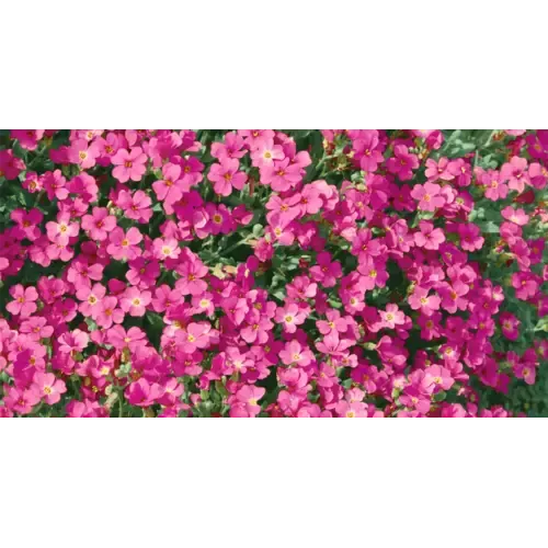 Junai.nl Aubrieta 'Rose Queen' | 13 cm pot | 18 cm hoog