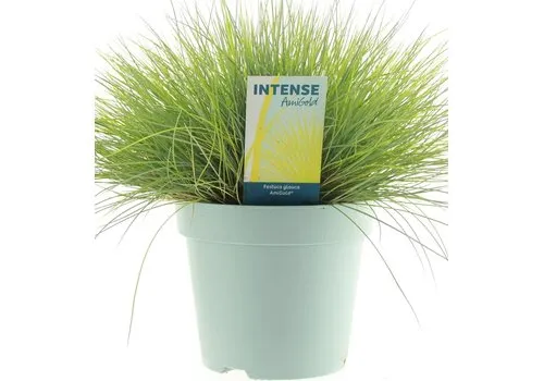 JUNAVERA Festuca glauca 'Amigold' | 20 cm | 10 cm pot