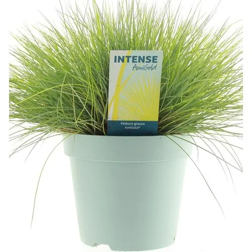 Junai.nl Festuca glauca 'Amigold' | 20 cm | 10 cm pot