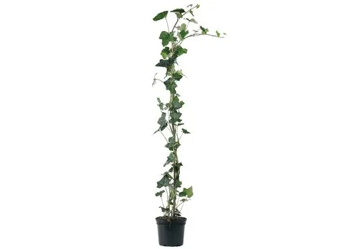 JUNAVERA Hedera hibernica | Ierse klimop | 70 cm hoog | 11 cm pot