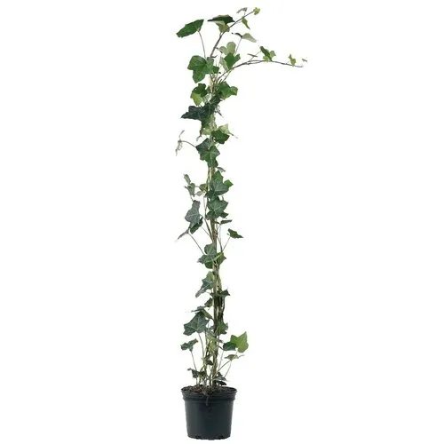 Junai.nl Hedera hibernica | Ierse klimop | 70 cm hoog | 11 cm pot