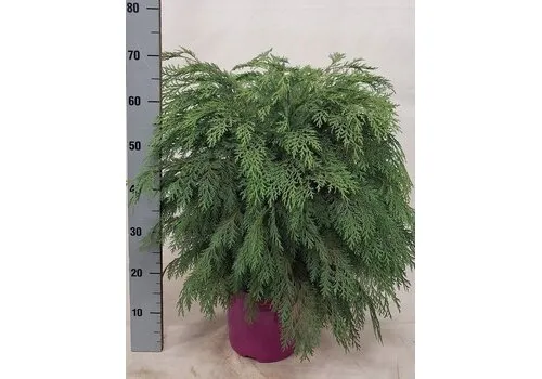 Junai.nl Dwergcipres 'Globosa' | 23 cm pot | 65 cm hoog