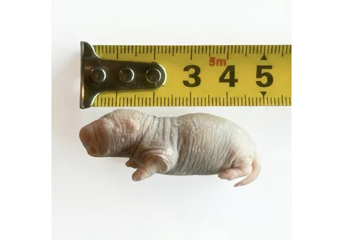 NutriPrey Diepvries baby rat 10–12 gram