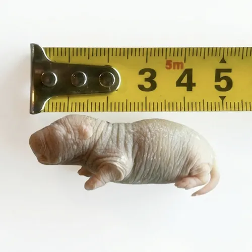 NutriPrey Diepvries baby rat 10–12 gram