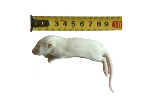NutriPrey Diepvries rat fuzzy 20–30 gram