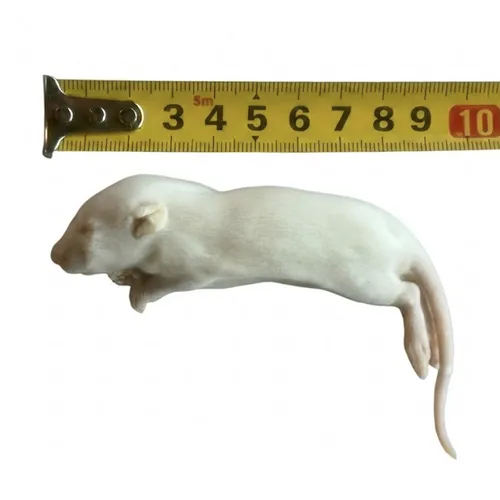Junai.nl Diepvries rat fuzzy 20–30 gram