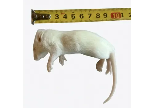 NutriPrey Diepvries rat klein 40–60 gram