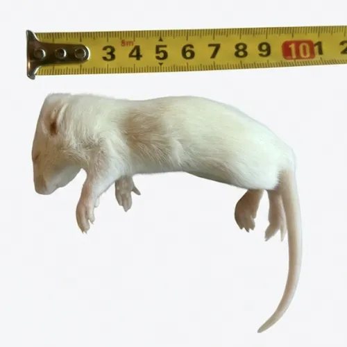 NutriPrey Diepvries rat klein 40–60 gram