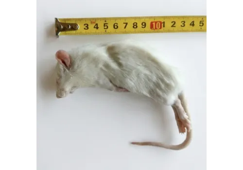 NutriPrey Diepvries middel rat 90–120 gram