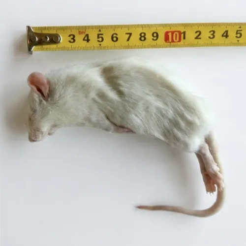NutriPrey Diepvries middel rat 90–120 gram
