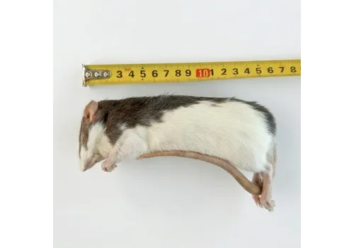 Junai.nl Diepvries rat volwassen 175–300 gram