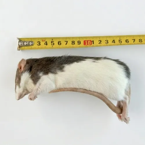 Junai.nl Diepvries rat volwassen 175–300 gram