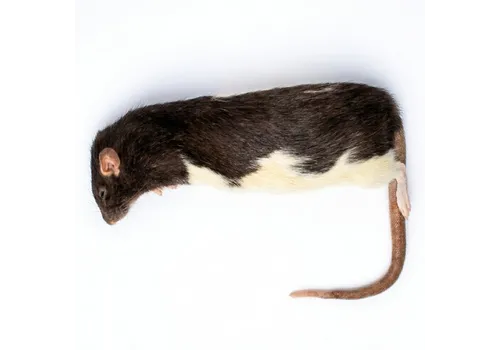 Junai.nl Diepvries rat volwassen XL 300+ gram