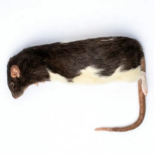 Junai.nl Diepvries rat volwassen XL 300+ gram