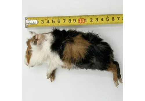 NutriPrey Diepvries cavia 200–500 gram