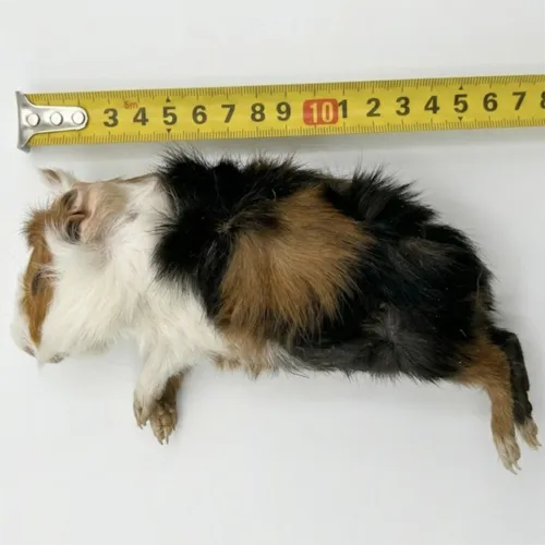 Junai.nl Diepvries cavia 200–500 gram