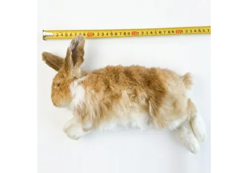 Junai.nl Diepvries konijn klein 300–700 gram