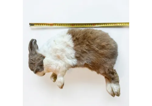 NutriPrey Konijn Groot - Diepvries (750–2500 gram)
