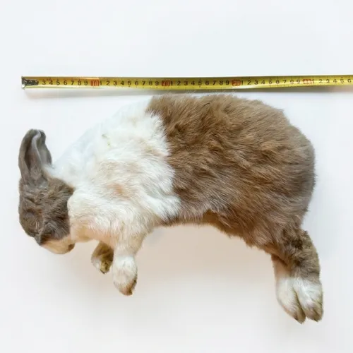NutriPrey Konijn Groot - Diepvries (750–2500 gram)