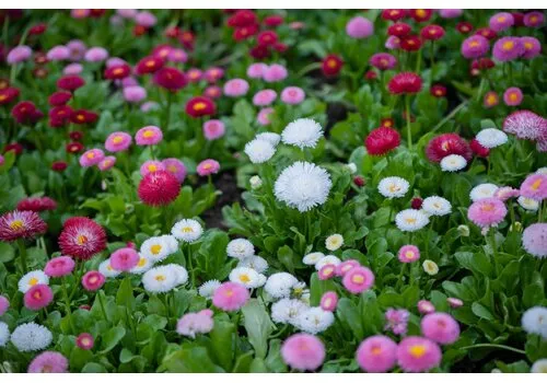 JUNAVERA Bellis perennis | 10 cm pot | 15 cm hoog | gemengde kleuren (per stuk)